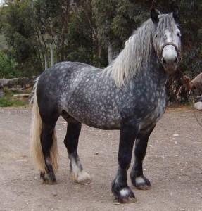 Percheron