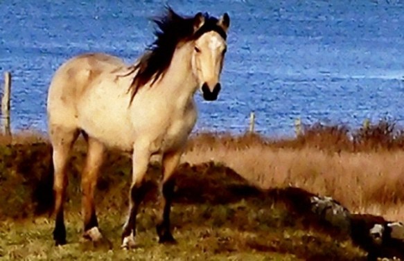 Connemara Pony